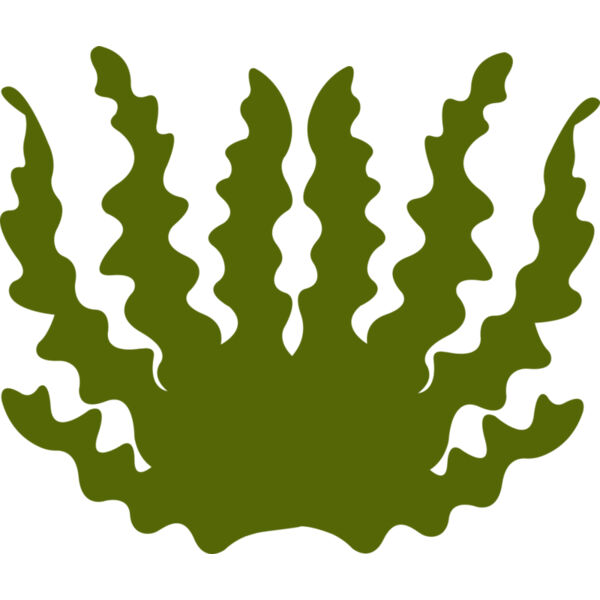 Sea Plant 2 Thumbnail